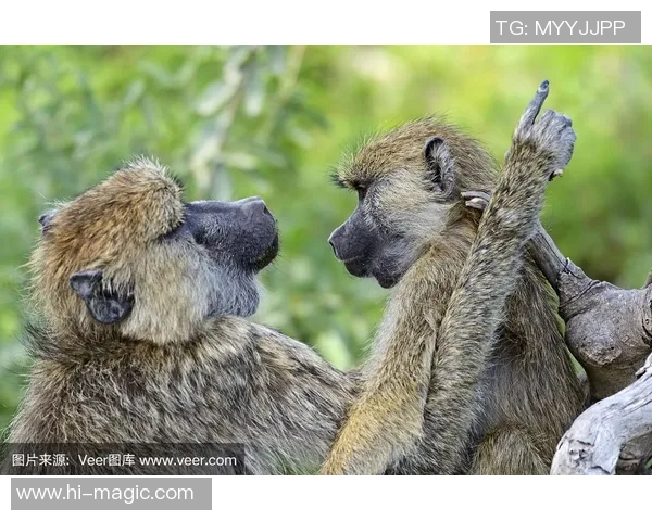 狒狒这一外号背后的足球明星是谁你知道吗